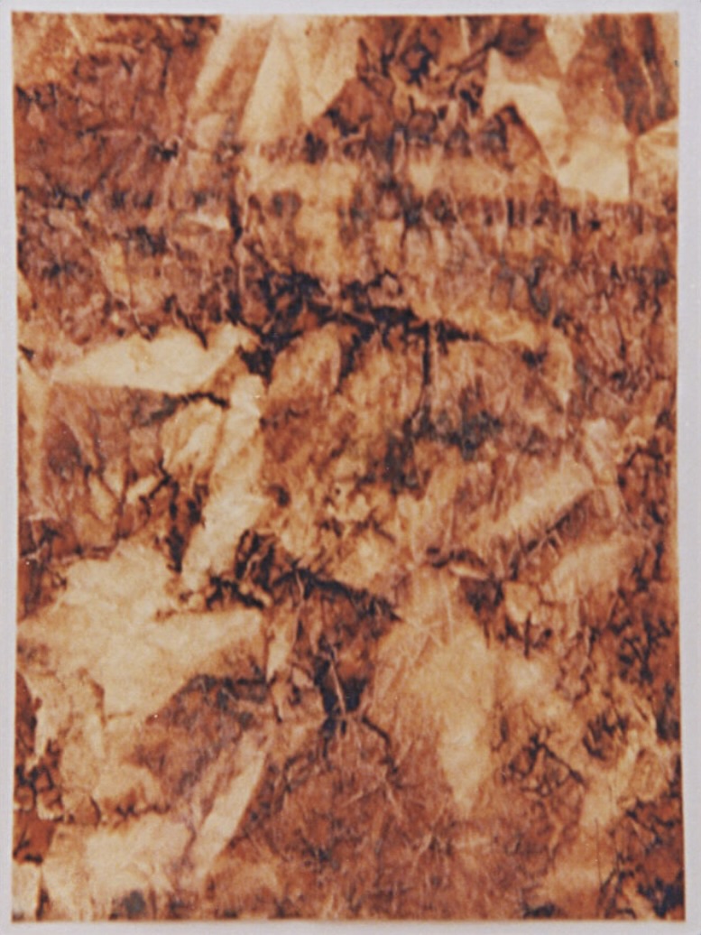 Huella vegetal, Demetrio Navaridas