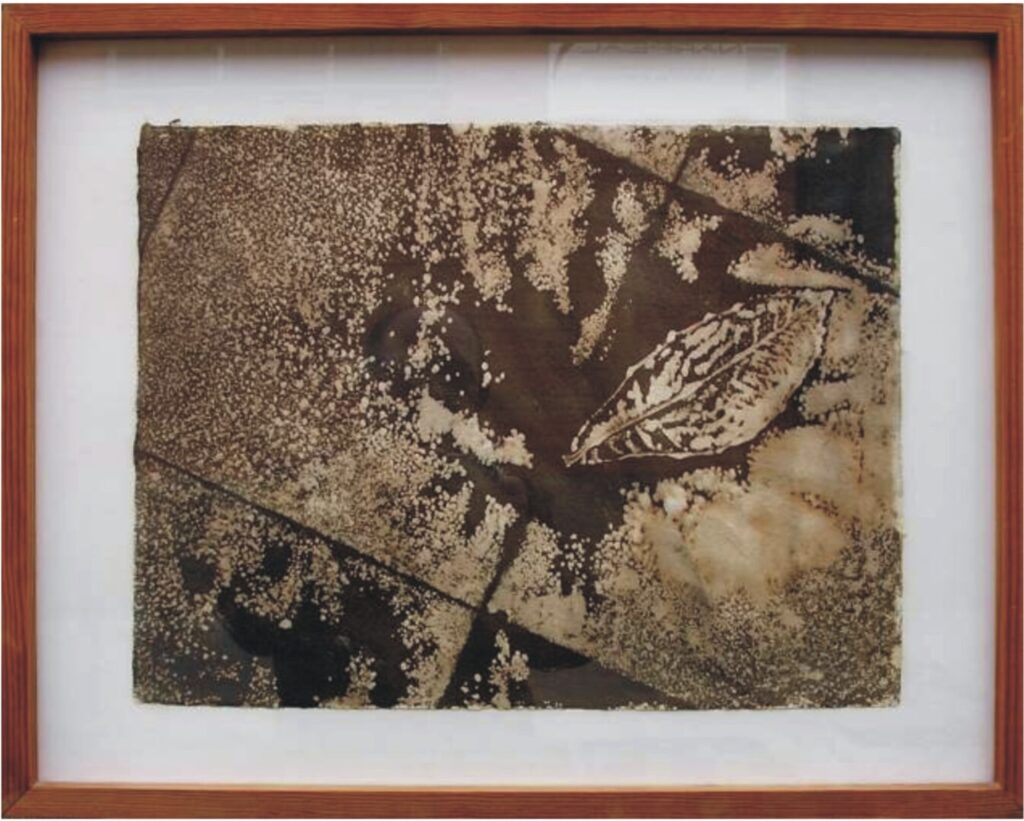 Huella vegetal, Demetrio Navaridas
